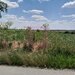 GIURGIU - SE VIND 2 TERENURI ALIPITE (TOTAL 16.600 MP) IN SAT TEISORI